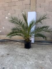 saksıda 5 yaş phoenix canariensis hurma  palmiyesi 130-150 cm