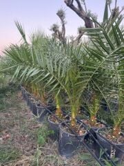 saksıda 5 yaş phoenix canariensis hurma  palmiyesi 130-150 cm