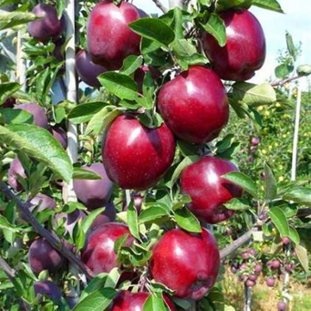 3 YAŞ TÜPLÜ JERONİME ELMA FİDANI BOY 130-150 CM