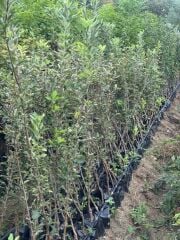 3 YAŞ TÜPLÜ JERONİME ELMA FİDANI BOY 130-150 CM