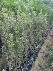 3 YAŞ TÜPLÜ JERONİME ELMA FİDANI BOY 130-150 CM