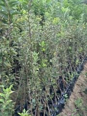 3 YAŞ TÜPLÜ JERONİME ELMA FİDANI BOY 130-150 CM