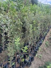 3 YAŞ TÜPLÜ JERONİME ELMA FİDANI BOY 130-150 CM