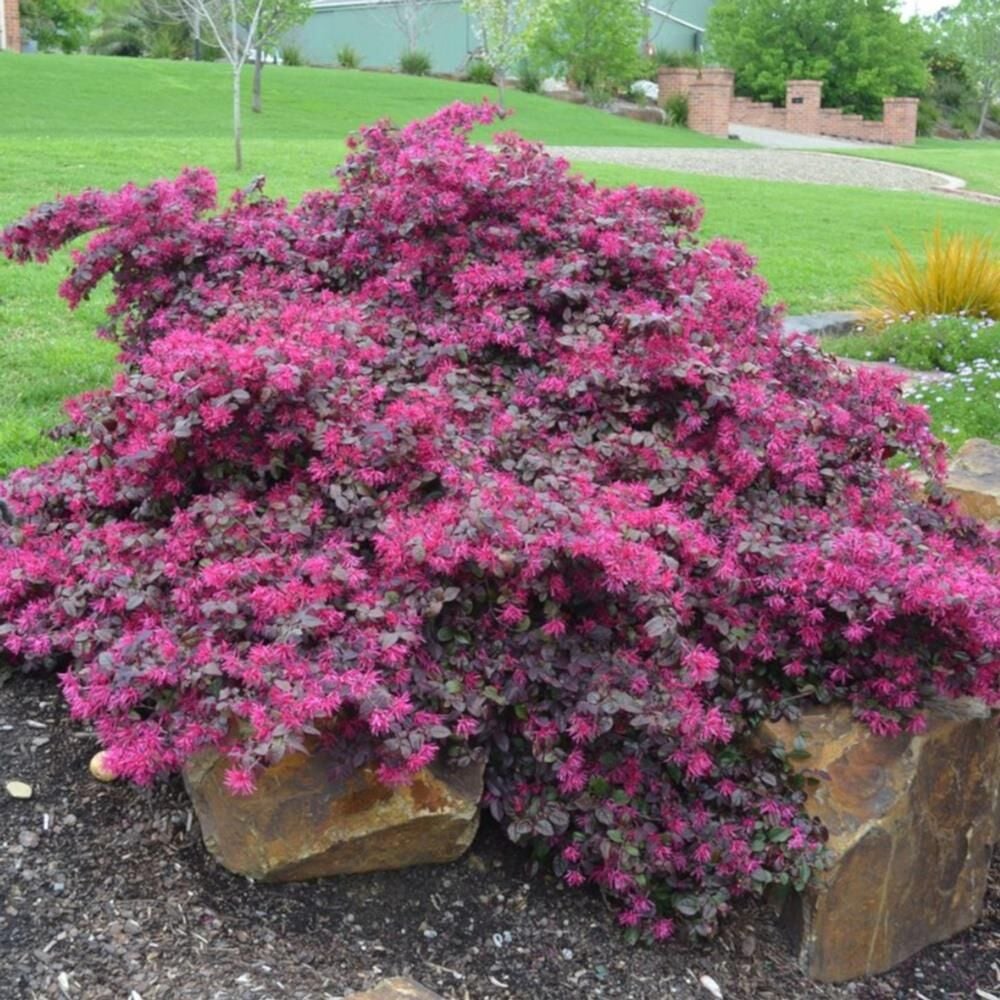 Geniş forumlu saksıda  Loropetalum (Loropetalum Chinense Rubrum)boy 100-120 cm