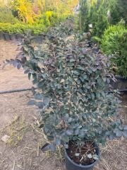 Geniş forumlu saksıda  Loropetalum (Loropetalum Chinense Rubrum)boy 100-120 cm