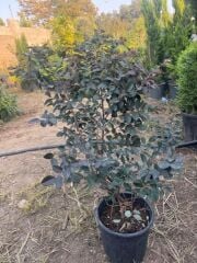 Geniş forumlu saksıda  Loropetalum (Loropetalum Chinense Rubrum)boy 100-120 cm