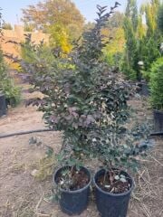 Geniş forumlu saksıda  Loropetalum (Loropetalum Chinense Rubrum)boy 100-120 cm
