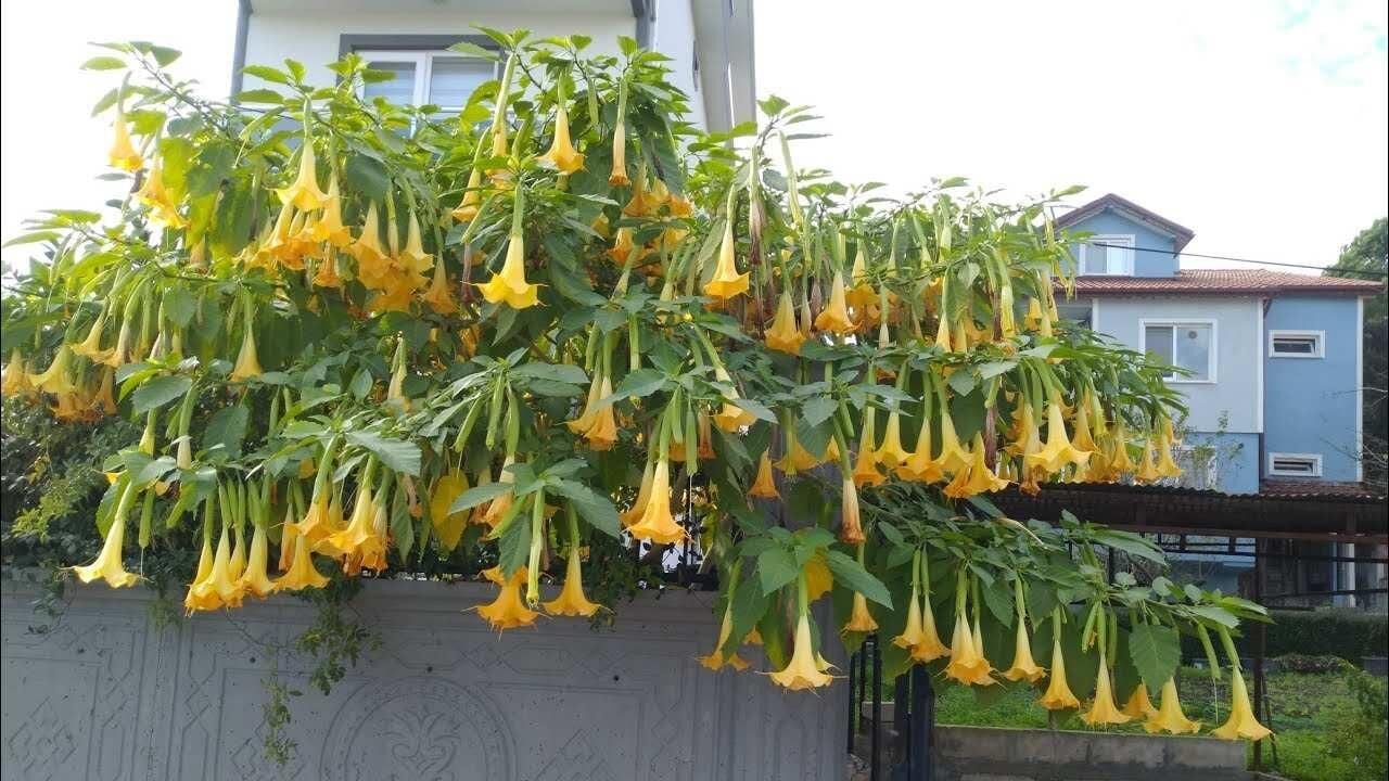 Tüplü Büyük Boy Sarı Meleklerin Borazanı Trompet Çiçeği Fidanı 170-200 CM
