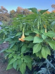 Tüplü Büyük Boy Sarı Meleklerin Borazanı Trompet Çiçeği Fidanı 170-200 CM