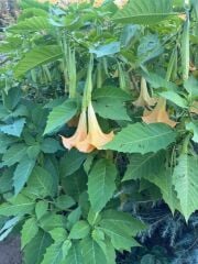 Tüplü Büyük Boy Sarı Meleklerin Borazanı Trompet Çiçeği Fidanı 170-200 CM