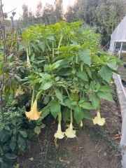 Tüplü Büyük Boy Sarı Meleklerin Borazanı Trompet Çiçeği Fidanı 170-200 CM