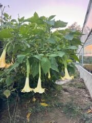 Tüplü Büyük Boy Sarı Meleklerin Borazanı Trompet Çiçeği Fidanı 170-200 CM