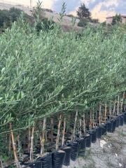 2 YAŞ TÜPLÜ BODUR ÇOK VERİMLİ ARBOSANA ZEYTİN FİDANI(MEYVE VERME DURUMUNDA) BOY 130-150 CM