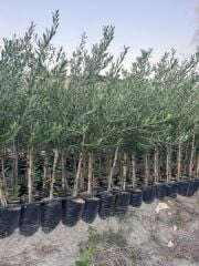 2 YAŞ TÜPLÜ BODUR ÇOK VERİMLİ ARBOSANA ZEYTİN FİDANI(MEYVE VERME DURUMUNDA) BOY 130-150 CM