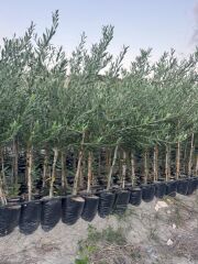 2 YAŞ TÜPLÜ BODUR ÇOK VERİMLİ ARBOSANA ZEYTİN FİDANI(MEYVE VERME DURUMUNDA) BOY 130-150 CM