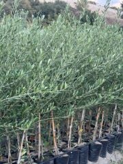 2 YAŞ TÜPLÜ BODUR ÇOK VERİMLİ ARBOSANA ZEYTİN FİDANI(MEYVE VERME DURUMUNDA) BOY 130-150 CM