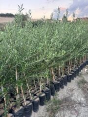 2 YAŞ TÜPLÜ BODUR ÇOK VERİMLİ ARBOSANA ZEYTİN FİDANI(MEYVE VERME DURUMUNDA) BOY 130-150 CM