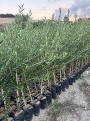 2 YAŞ TÜPLÜ BODUR ÇOK VERİMLİ ARBOSANA ZEYTİN FİDANI(MEYVE VERME DURUMUNDA) BOY 130-150 CM