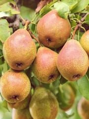 3 YAŞ  TÜPLÜ  MARGARET MARİLLA ARMUT FİDANI 120-150 CM