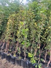 3 YAŞ  TÜPLÜ  MARGARET MARİLLA ARMUT FİDANI 120-150 CM