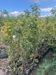 3 YAŞ  TÜPLÜ  MARGARET MARİLLA ARMUT FİDANI 120-150 CM