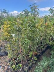 3 YAŞ  TÜPLÜ  MARGARET MARİLLA ARMUT FİDANI 120-150 CM