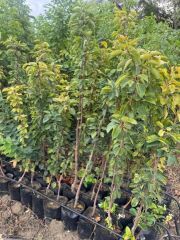 3 YAŞ  TÜPLÜ  MARGARET MARİLLA ARMUT FİDANI 120-150 CM