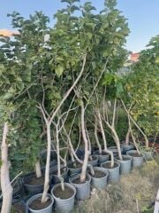 5 YAŞ SAKSIDA MEYVE VEREN BEYAZ DUT FİDANI BOY 200CM+