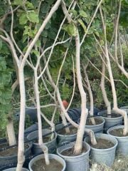 5 YAŞ SAKSIDA MEYVE VEREN BEYAZ DUT FİDANI BOY 200CM+