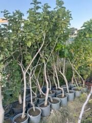 5 YAŞ SAKSIDA MEYVE VEREN BEYAZ DUT FİDANI BOY 200CM+