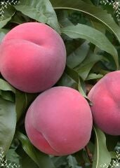 5 YAŞ SAKSIDA MEYVE VEREN  ROYAL GLORY ŞEFTALİ FİDANI BOY 200CM+