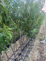 5 YAŞ SAKSIDA MEYVE VEREN  ROYAL GLORY ŞEFTALİ FİDANI BOY 200CM+