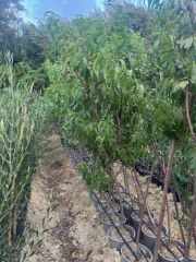 5 YAŞ SAKSIDA MEYVE VEREN  ROYAL GLORY ŞEFTALİ FİDANI BOY 200CM+