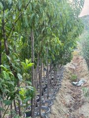 5 YAŞ SAKSIDA MEYVE VEREN  ROYAL GLORY ŞEFTALİ FİDANI BOY 200CM+