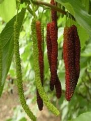 SAKSIDA 5 YAŞ MEYVE VEREN KIRMIZI PAKİSTAN ŞAH DUT FİDANI BOY 200CM+