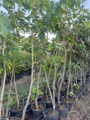 SAKSIDA 5 YAŞ MEYVE VEREN KIRMIZI PAKİSTAN ŞAH DUT FİDANI BOY 200CM+