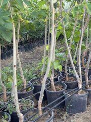 SAKSIDA 5 YAŞ MEYVE VEREN KIRMIZI PAKİSTAN ŞAH DUT FİDANI BOY 200CM+