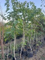 SAKSIDA 5 YAŞ MEYVE VEREN KIRMIZI PAKİSTAN ŞAH DUT FİDANI BOY 200CM+