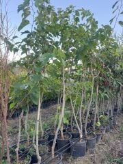 SAKSIDA 5 YAŞ MEYVE VEREN KIRMIZI PAKİSTAN ŞAH DUT FİDANI BOY 200CM+