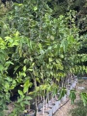 SAKSIDA 5 YAŞ MEYVE VEREN BEYAZ PAKİSTAN ŞAH DUT FİDANI BOY 200CM+