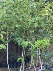 SAKSIDA 5 YAŞ MEYVE VEREN BEYAZ PAKİSTAN ŞAH DUT FİDANI BOY 200CM+