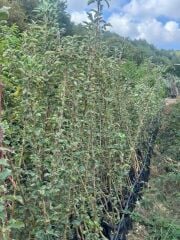 3 YAŞ TÜPLÜ PİNK LADY ELMA FİDANI BOY 130-150 CM