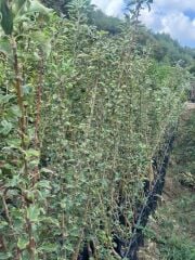 3 YAŞ TÜPLÜ PİNK LADY ELMA FİDANI BOY 130-150 CM