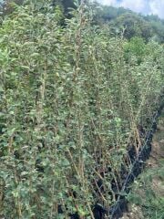 3 YAŞ TÜPLÜ PİNK LADY ELMA FİDANI BOY 130-150 CM