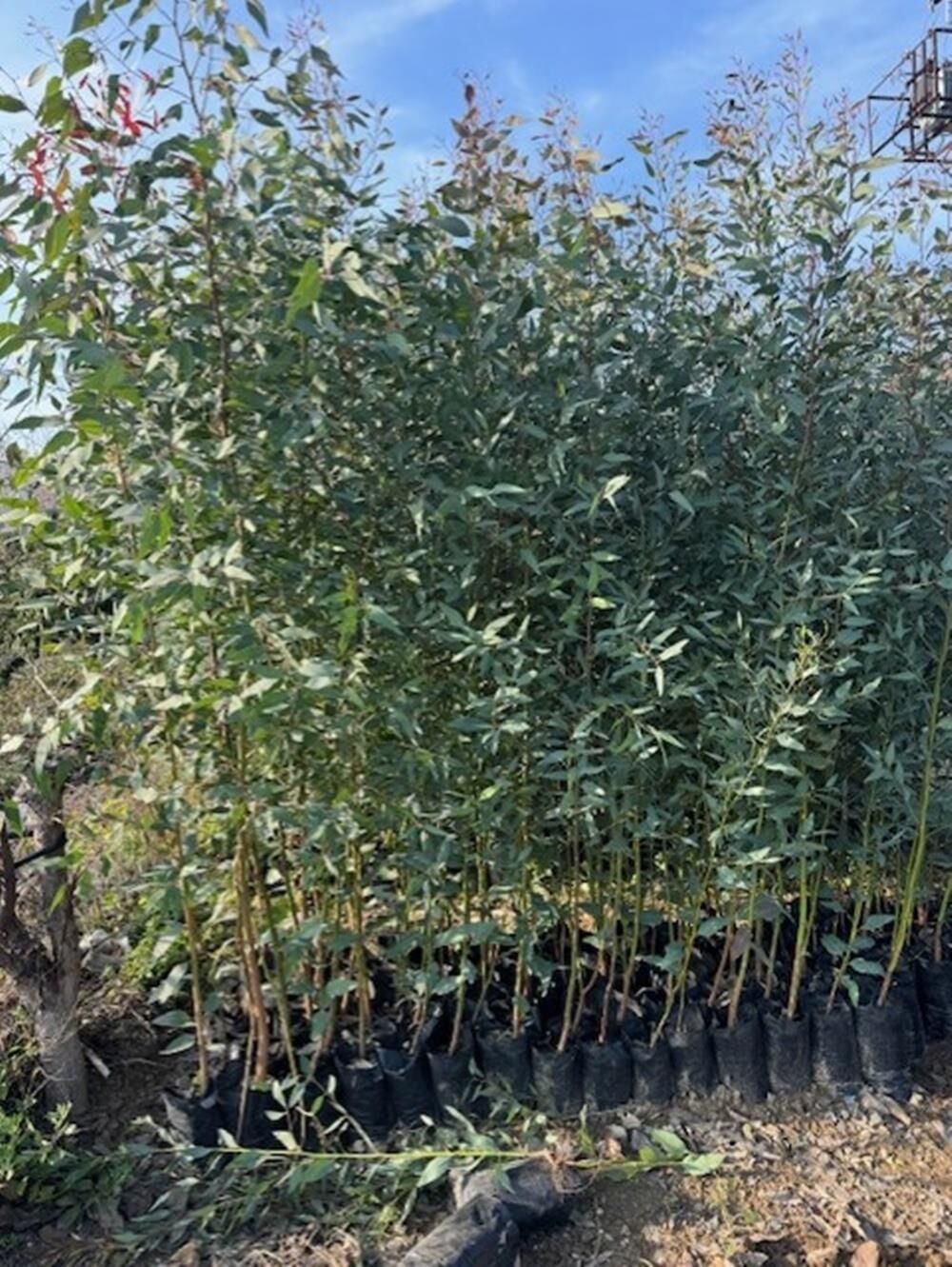 2 adet, 3 YAŞ TÜPLÜ HIZLI BÜYÜYEN,BATAKLIK KURUTAN OKALİPTUS FİDANI BOY 200-250 CM