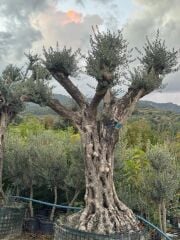 150 YAŞ BONSAİ ZEYTİN AĞACI BOY 300-350CM