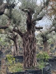 150 YAŞ BONSAİ ZEYTİN AĞACI BOY 300-350CM