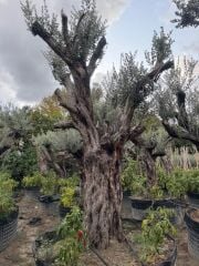 150 YAŞ BONSAİ ZEYTİN AĞACI BOY 300-350CM