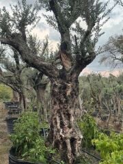 150 YAŞ BONSAİ ZEYTİN AĞACI BOY 300-350CM