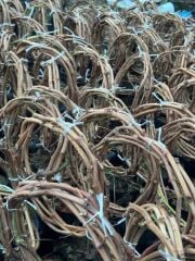 3 yaş, 3-5 M ,Yediveren beyaz üzüm fidanı